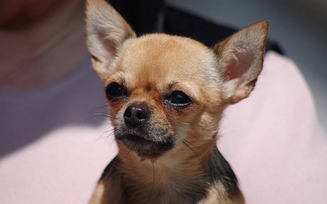 Chihuahue Os O Chihuahuas C Mo Se Llaman Los Perritos El Heraldo De Chihuahua Noticias